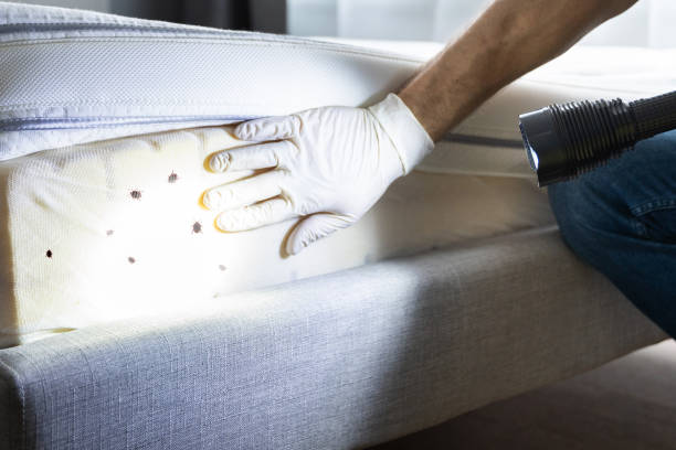 Best Termite Control Services  in Thompsonville, PA